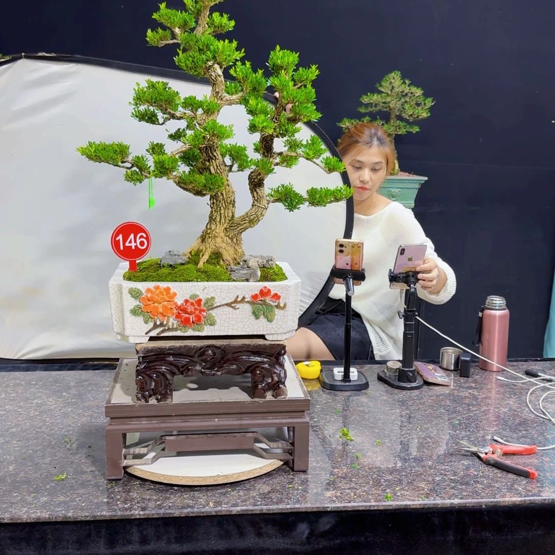 当前无花朵，栽培后可花朵
