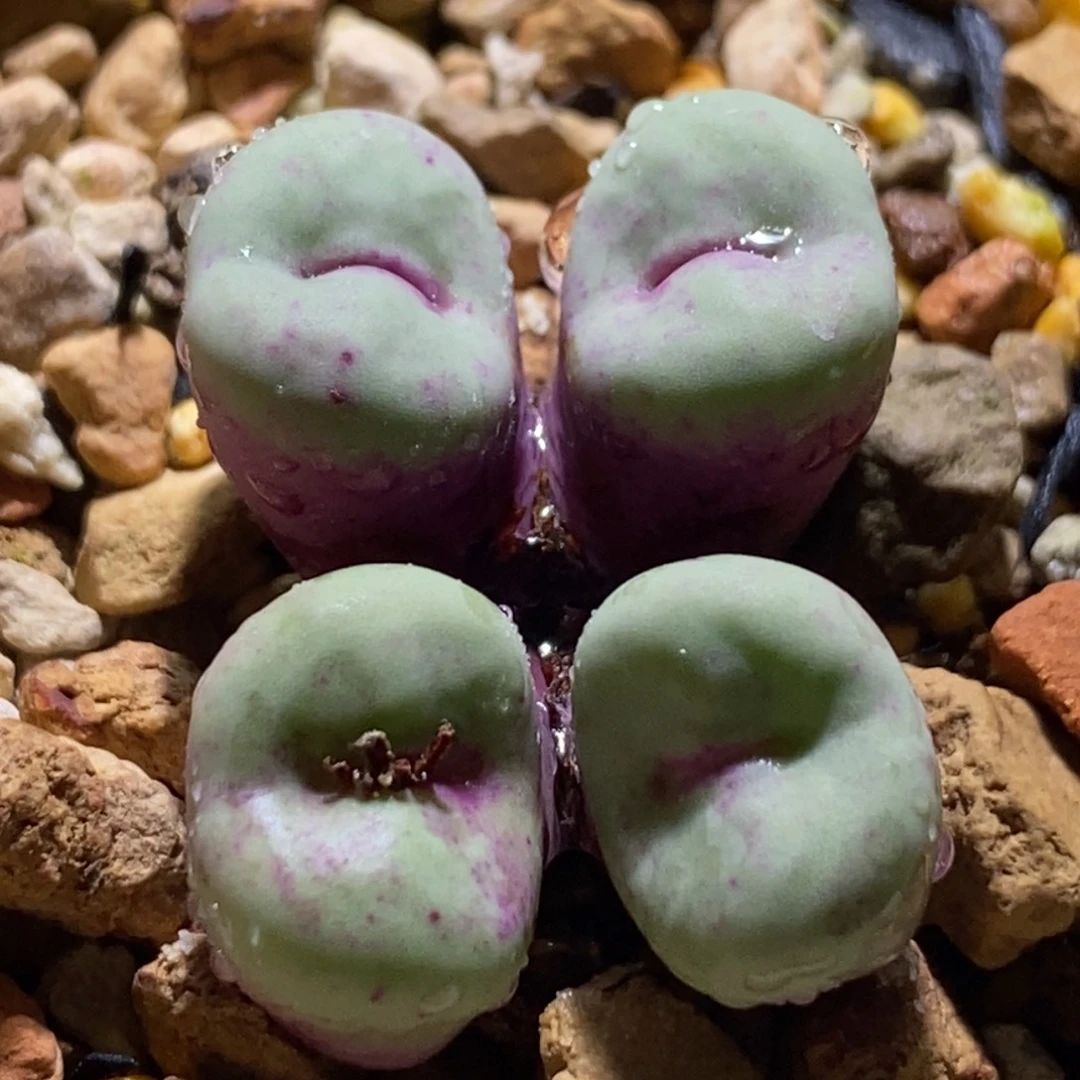 贝特芬小红嘴贝特芬小红嘴