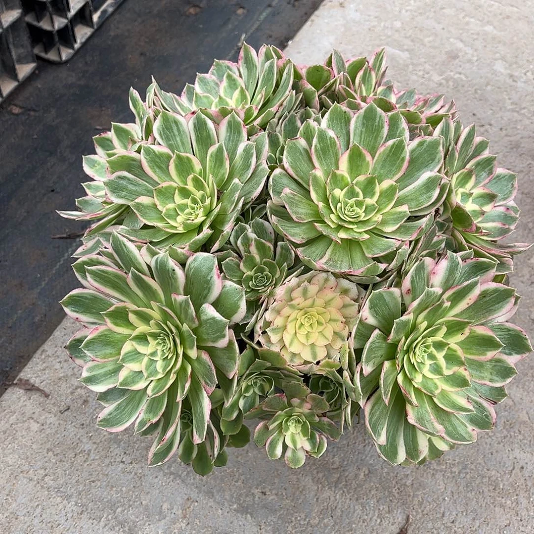 海王老桩漂亮漂亮