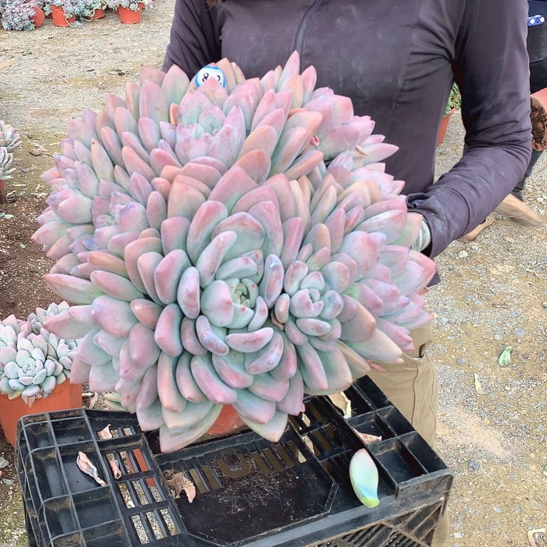 802 奥普 一物一拍
