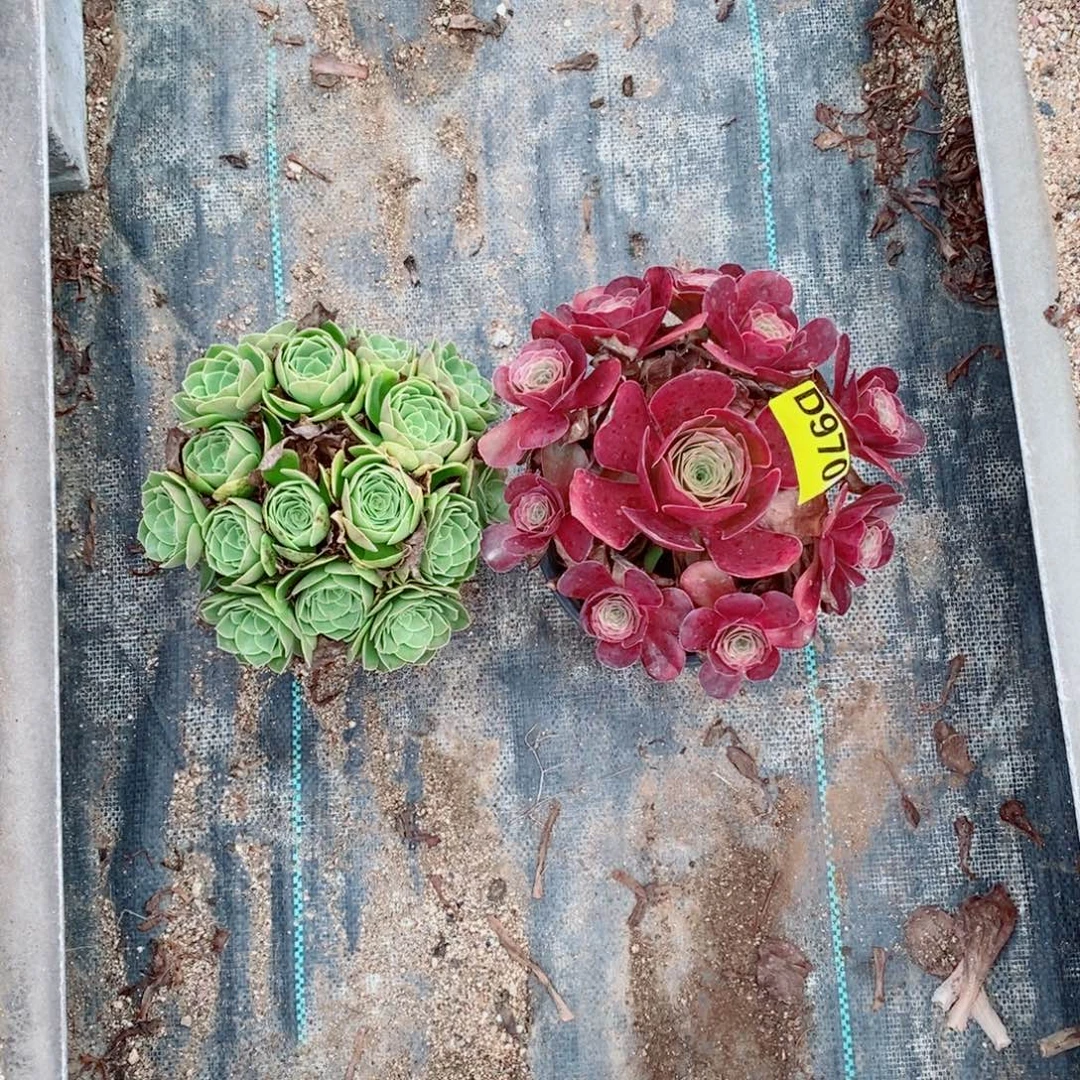 媚金多肉法师970万圣夜