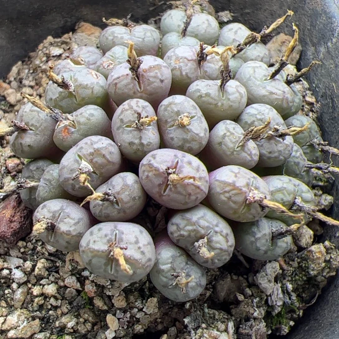 大家过年好22514