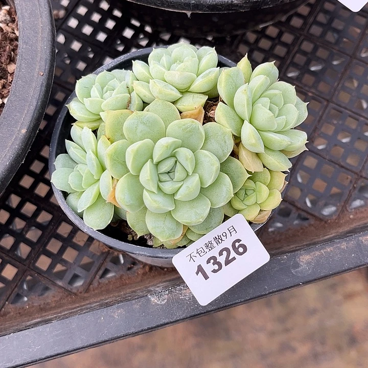 阿雅园艺。        1326