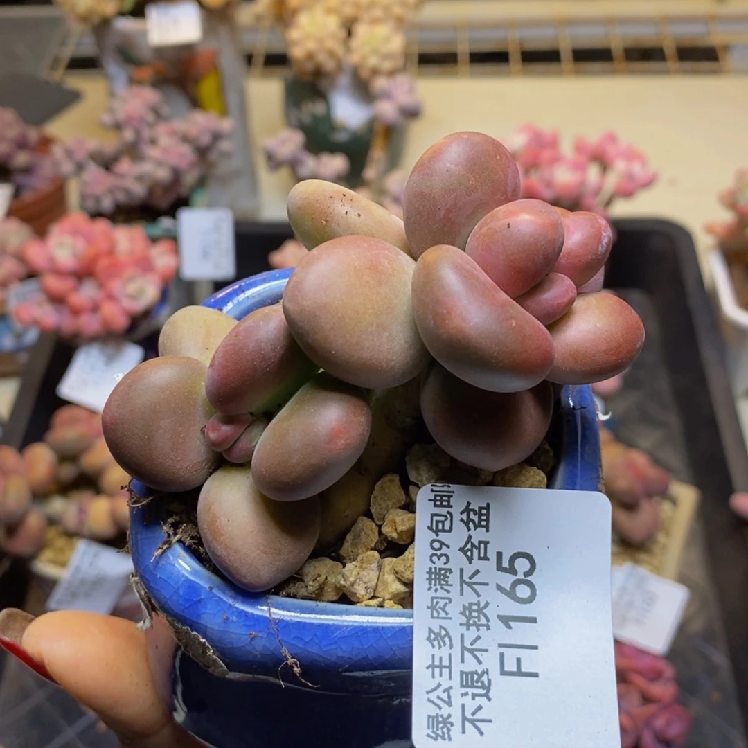 芒果奶酪金蟾kk奶165/7c m