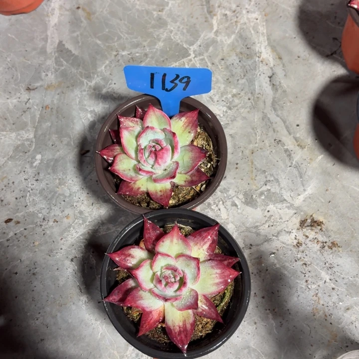 勤***1139号2颗小惊鸿仙子