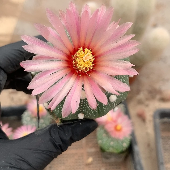 完全开放欣***仙人球实生赤花兜