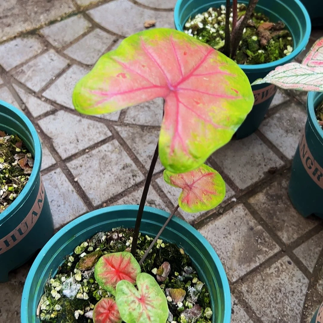 用***5完全开放一物一拍8235