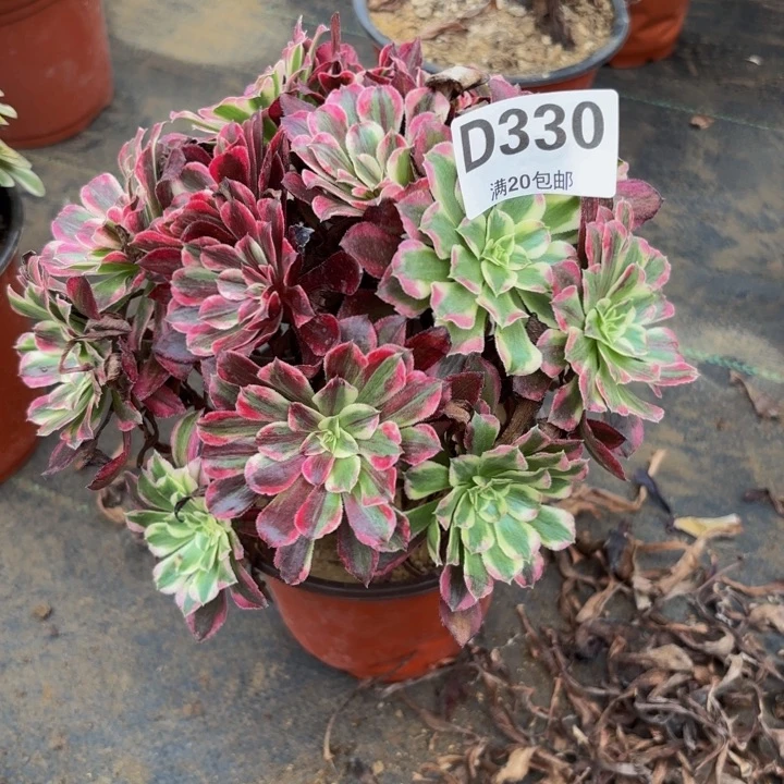 瑞妈多肉园艺330同花顺