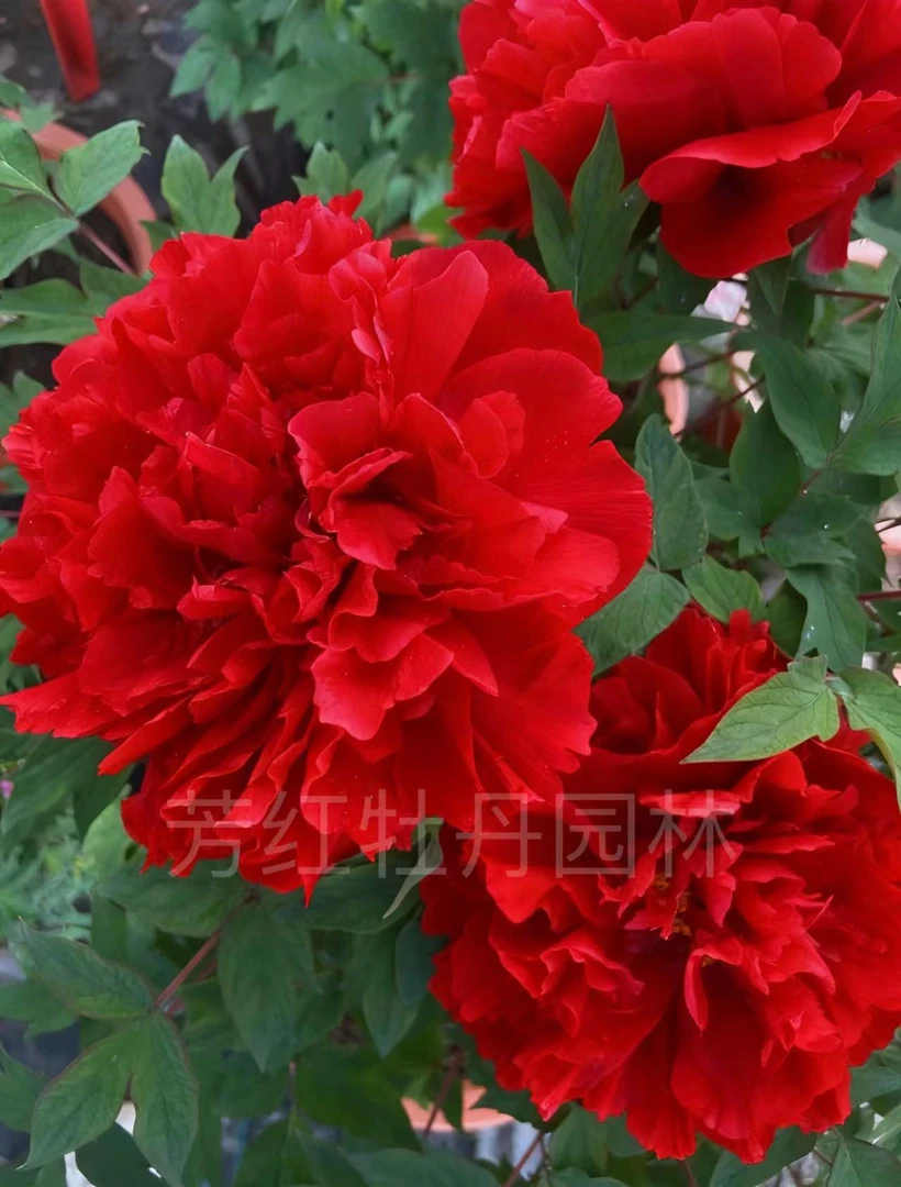 镇店之宝【锦绣红】8年老桩千层观赏型大花牡丹 老桩现在种植春开