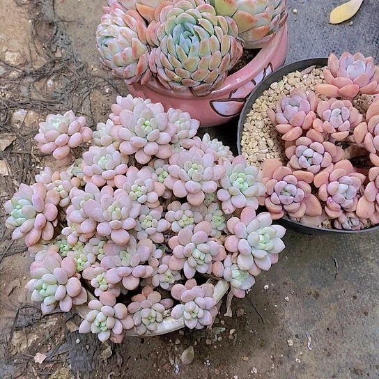张*花雪球白露，洛可可多肉植物