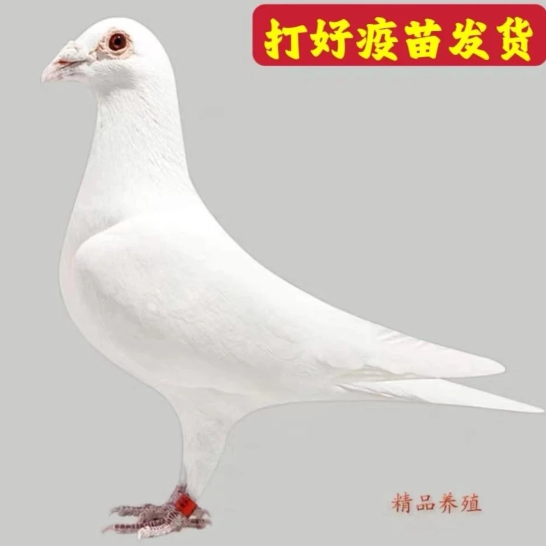 种鸽赛鸽成绩鸽公棚地方赛