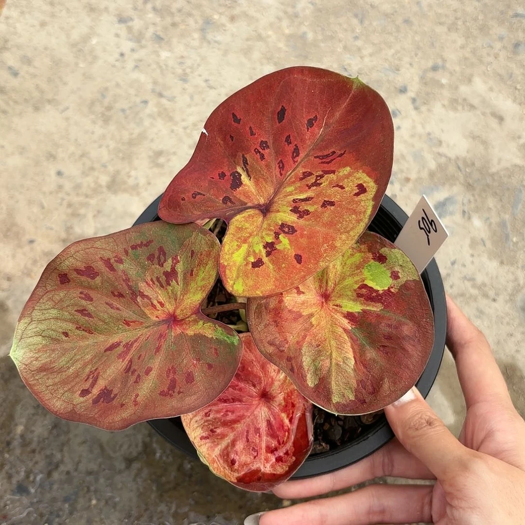 泰国彩叶芋905-0119