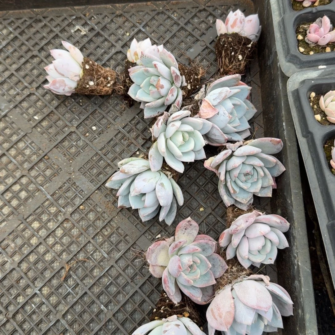 宽叶原始卡罗拉杂交雪莲十棵量拍9-10