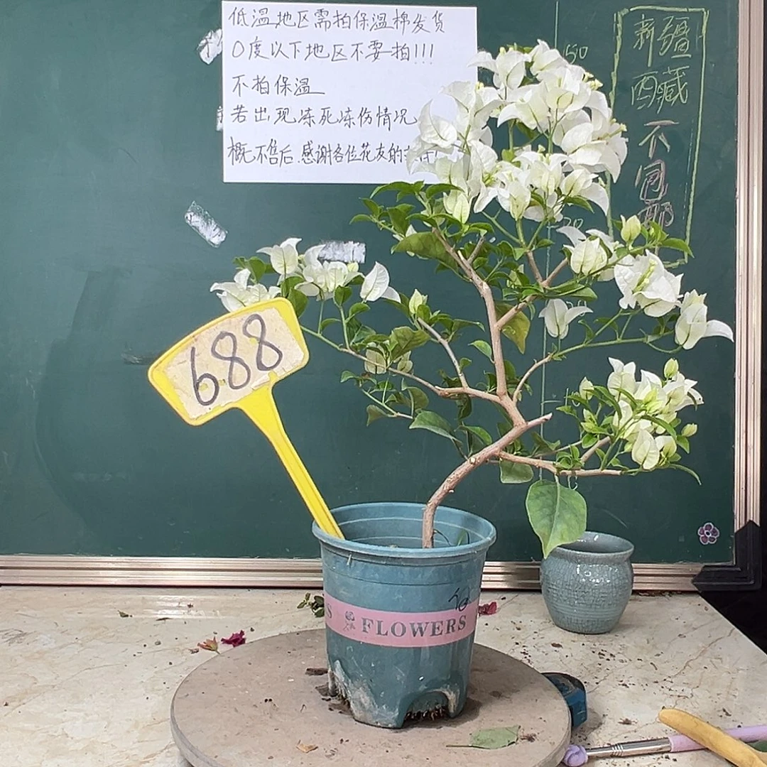 完全开放 造型 白雪公主688