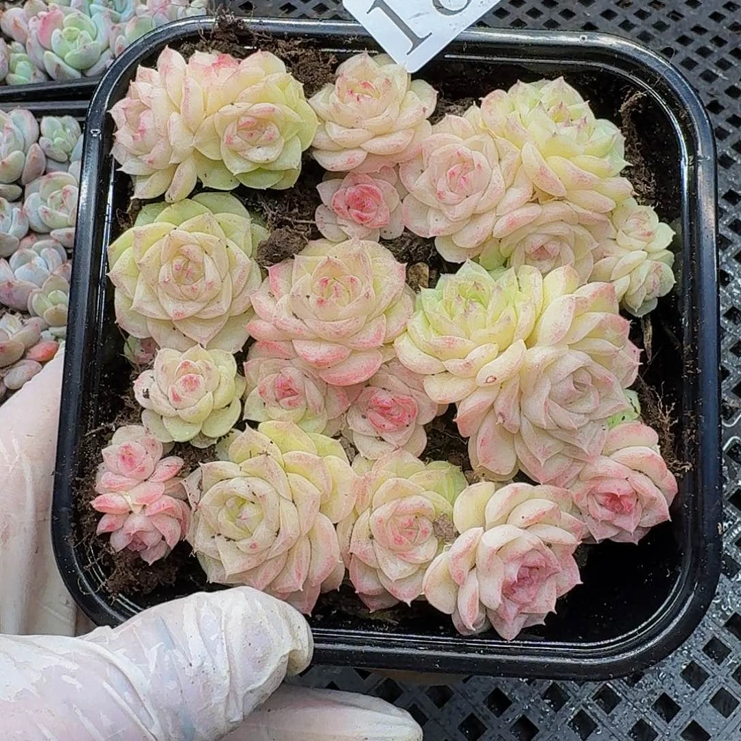 多肉植物多肉植物180