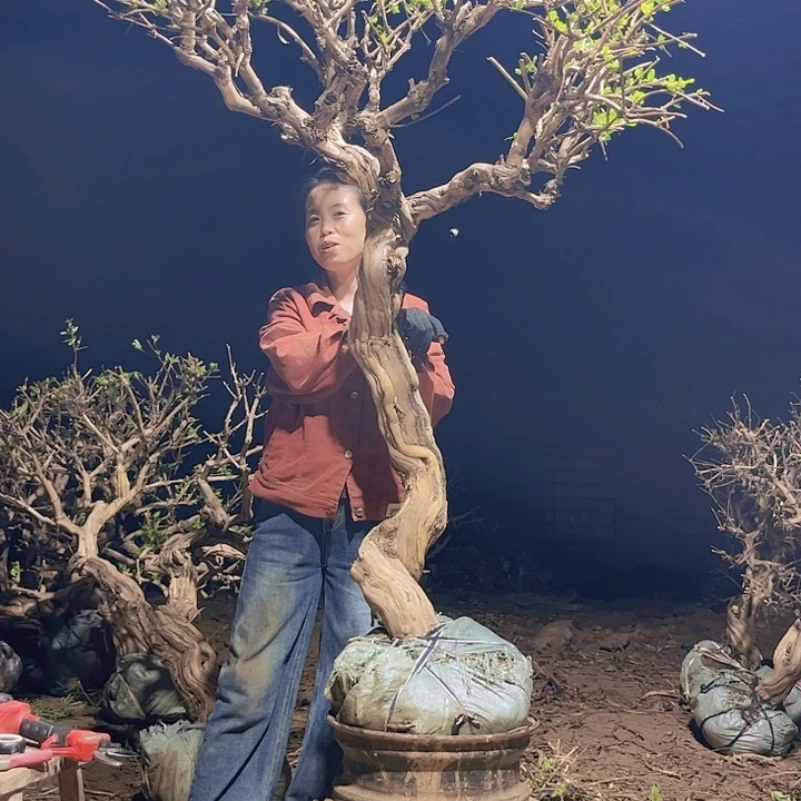 当前无花栽培后可以开花