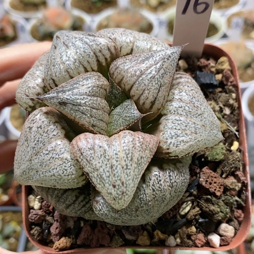 【闪购商品】16翡翠白银