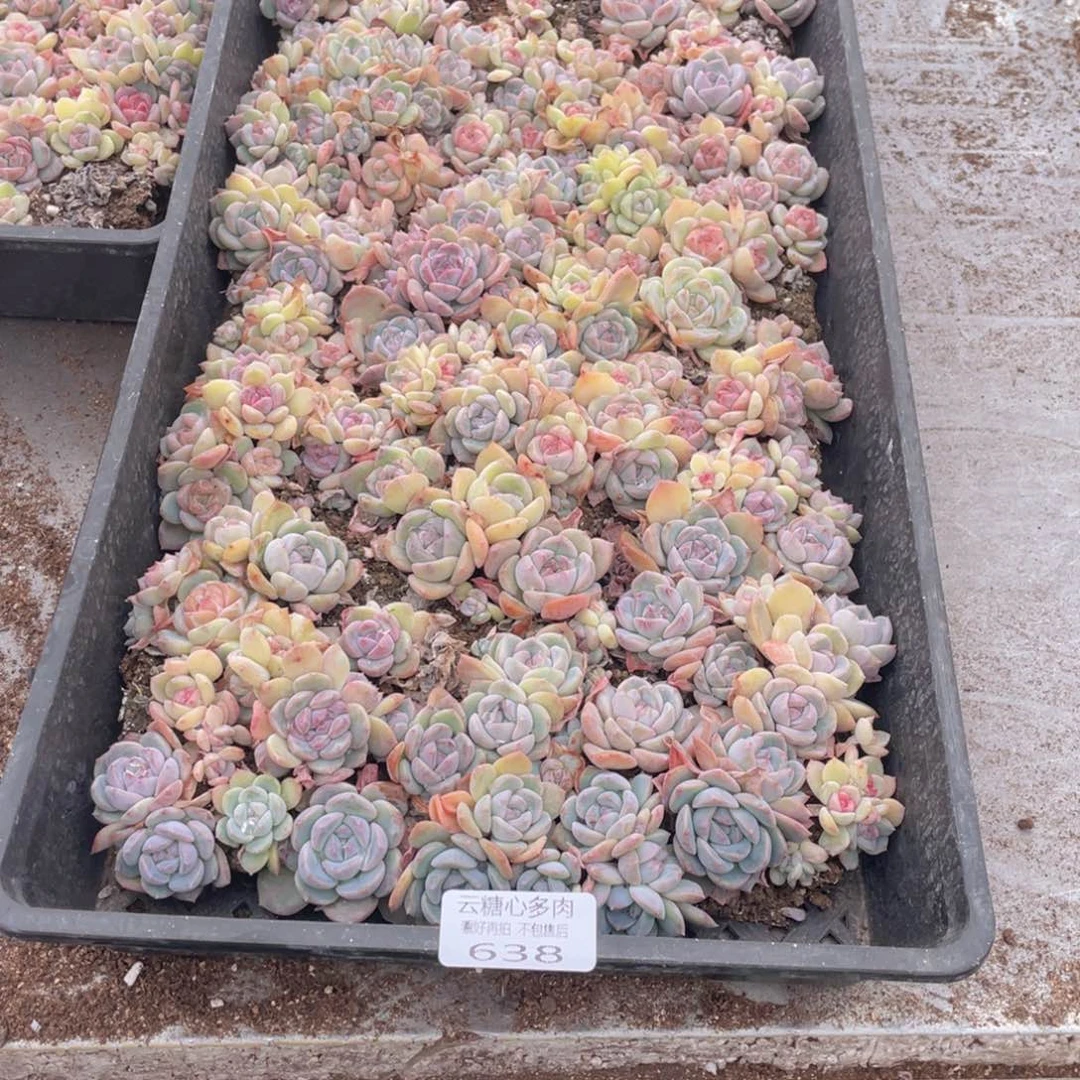 k***n云糖心多肉植物638