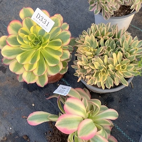 331、314多肉3颗组合