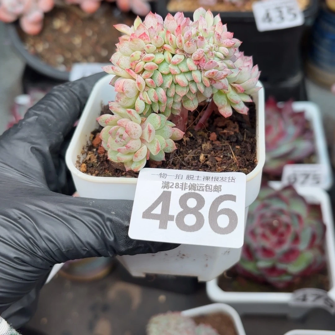 疯***哥小粉梅缀化无盆土发货