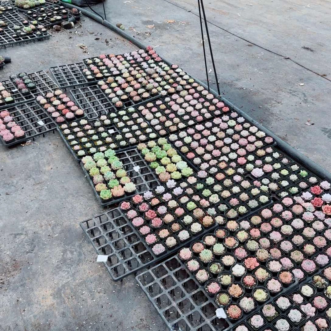 多肉杂交退款混合三十颗量拍29-2