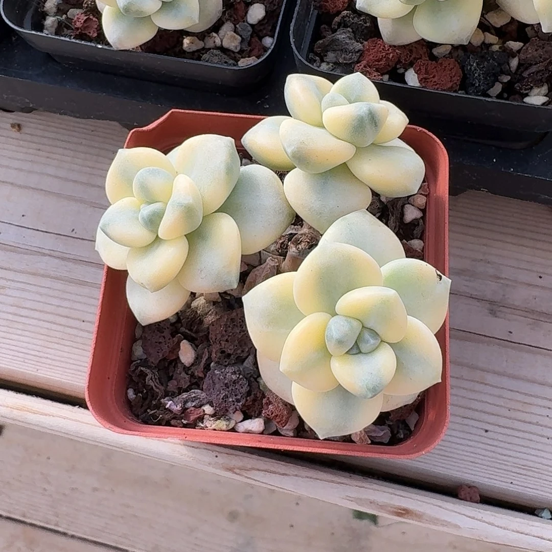 雯*琦雯琦专拍bbbbbbbb