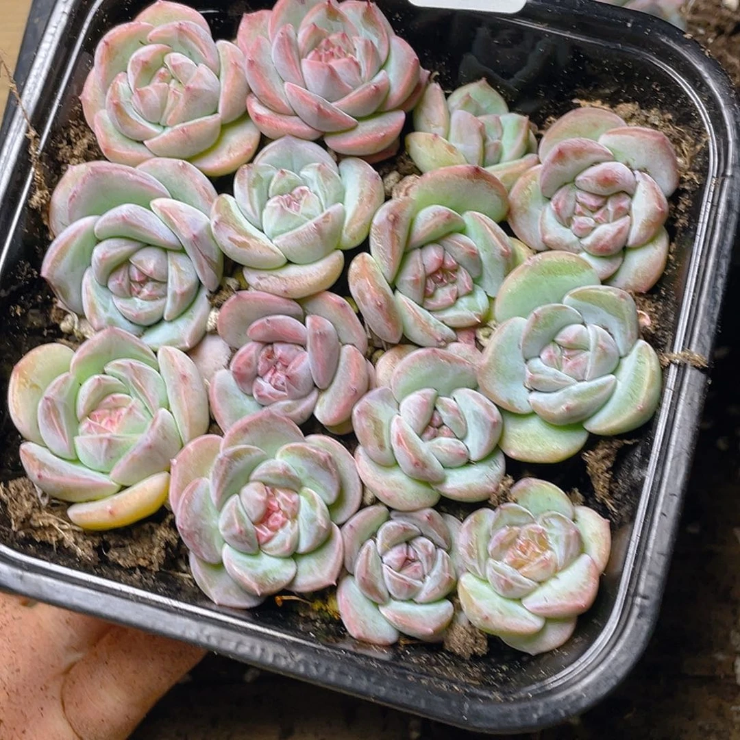 多肉植物多肉植物53