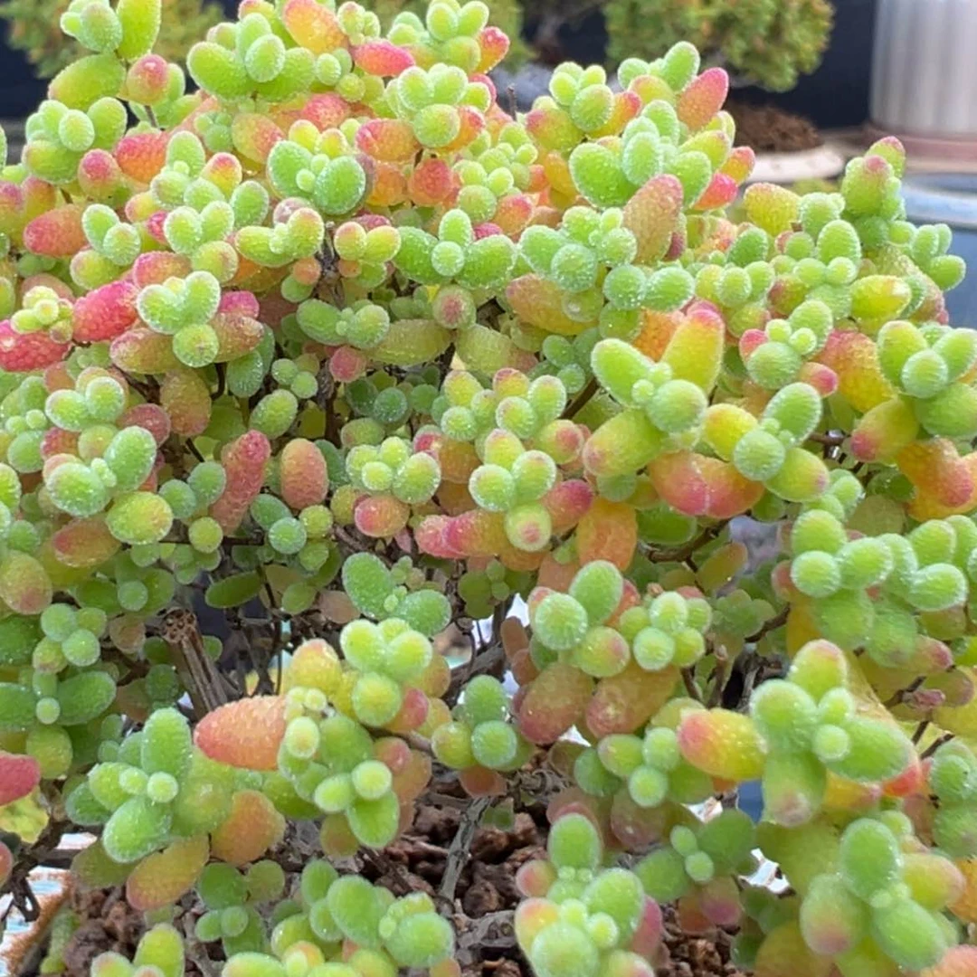 【闪购商品】dy6881精控蜜橘冠幅8.5cm不含盆