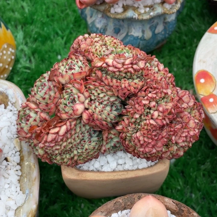 多肉植物盆栽多肉