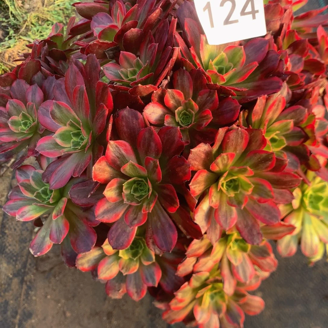 124安娜多肉直植