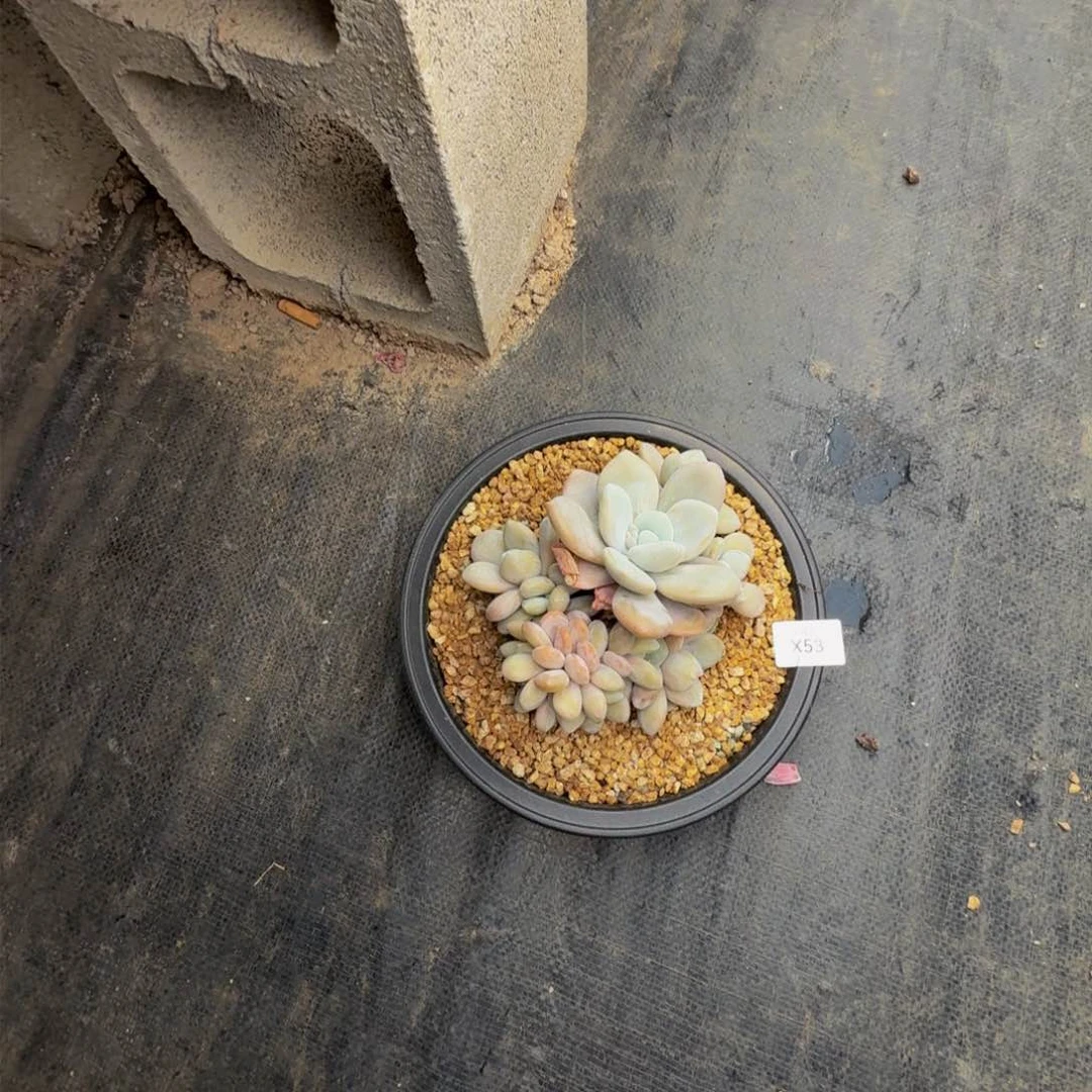 x x x x x x x x 53