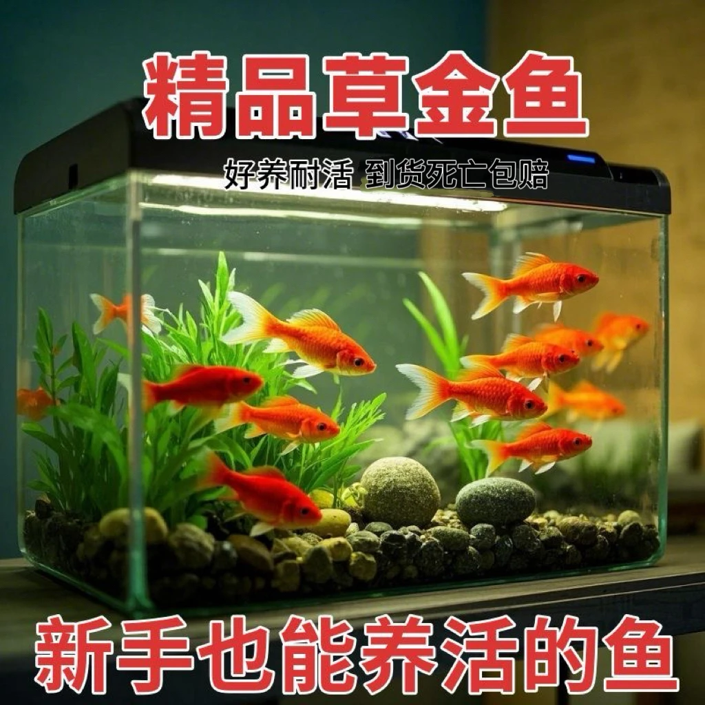 25条5-7厘米火红金鱼 冷水观赏鱼 新手好养活 可混养 淡水鱼 耐寒