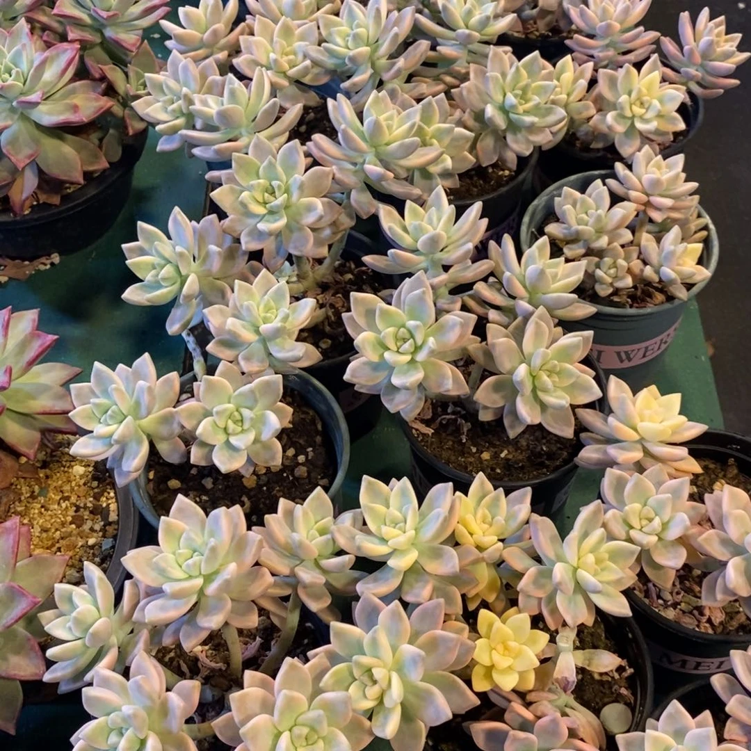 淡雪锦，可以挑，559999