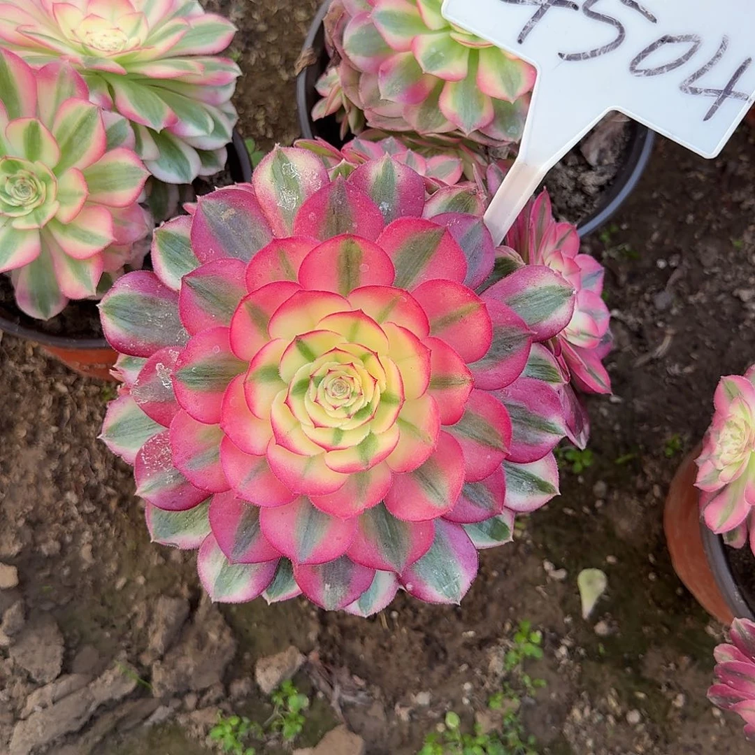 4504倾城多肉法师多肉