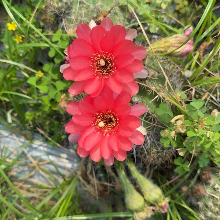 丽花仙人球仙人掌255
