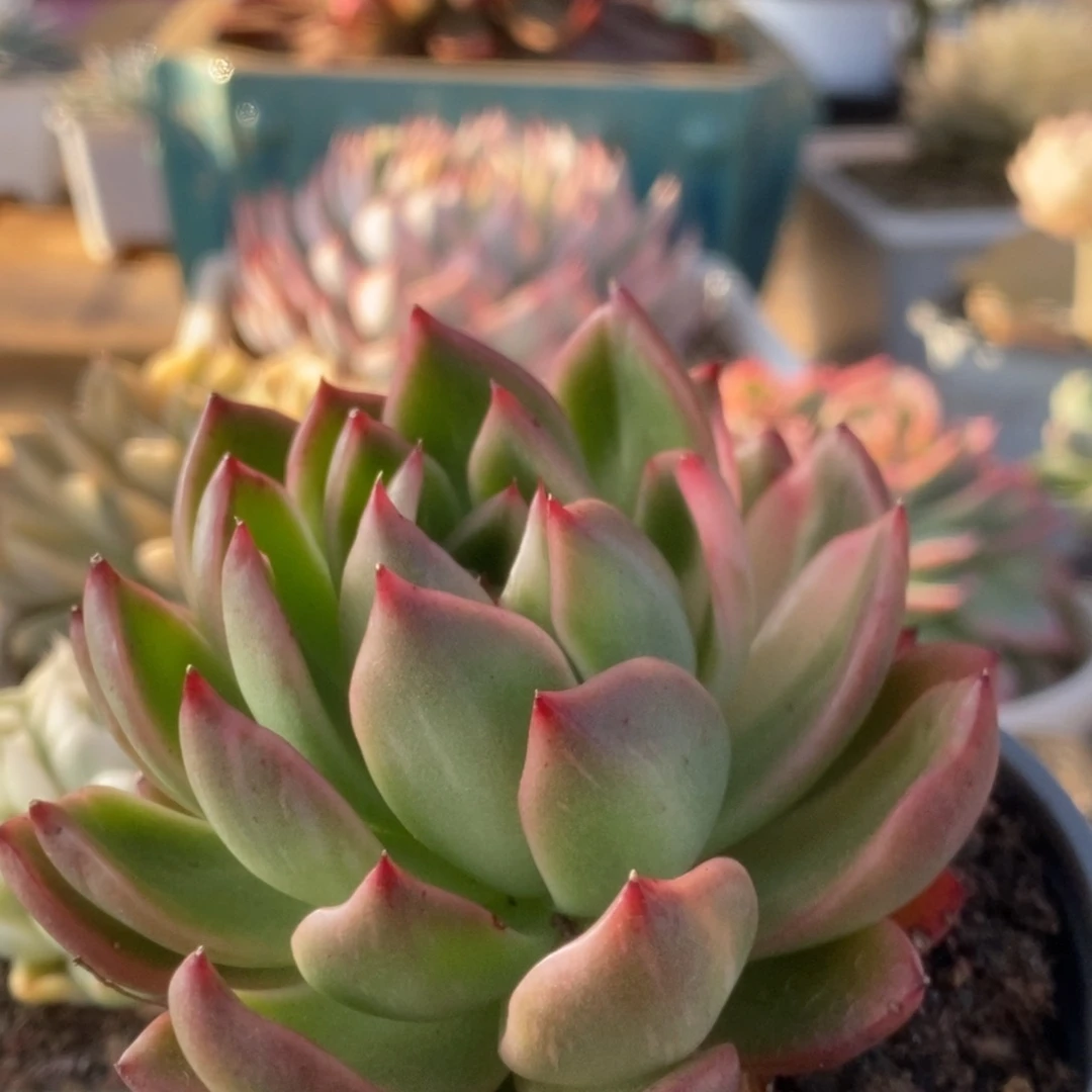 115佛罗瑞安娜锦锦锦锦