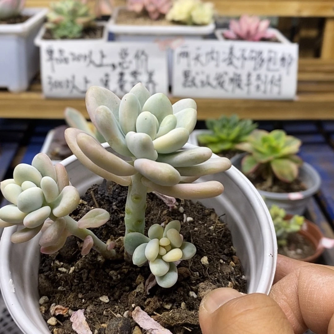 06296 香水洛神锦自然群