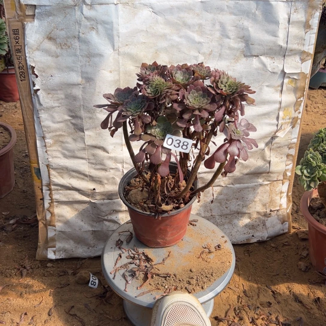 有伤铜壶038满28包邮