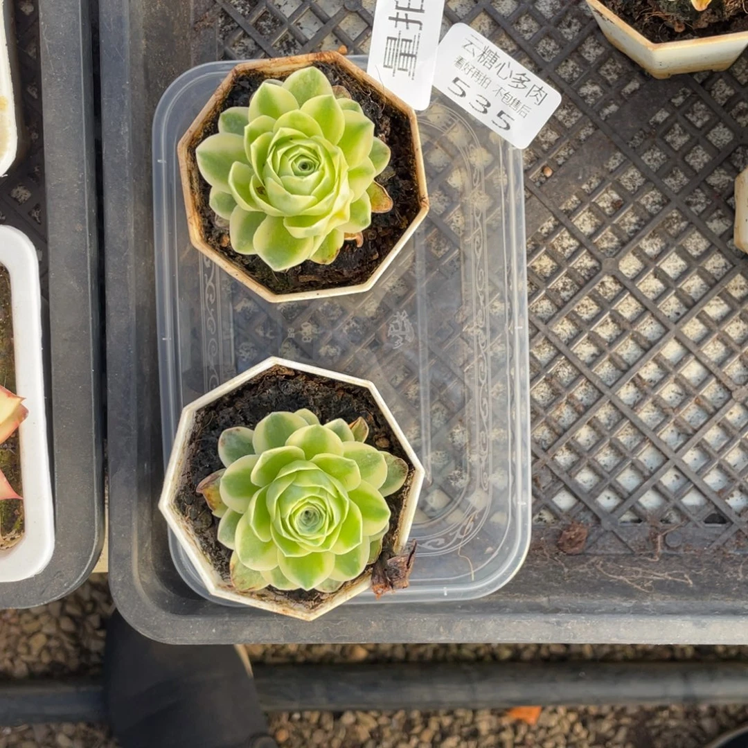 云糖心多肉植物535