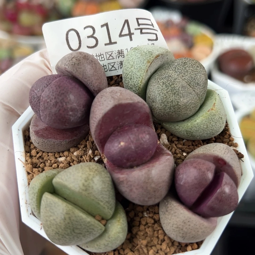 好养易活生石花大母本0314