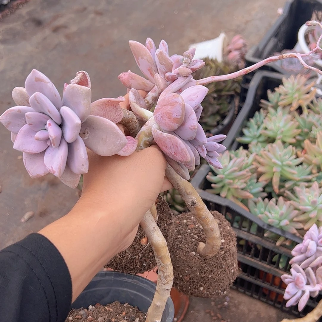 桃霜超级大长腿老桩三盆