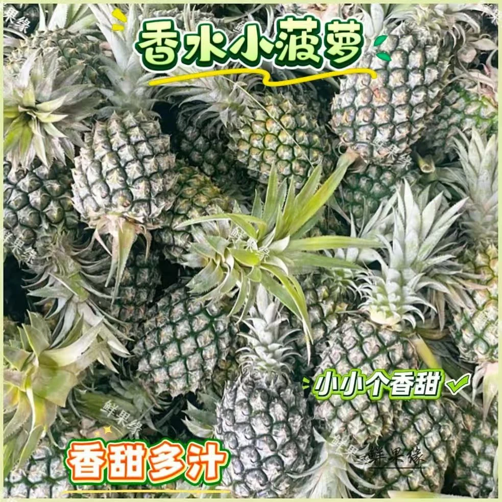 香水菠萝新鲜菠萝迷你小菠萝当季水果青皮生菠萝除甲醛炒菜凉拌