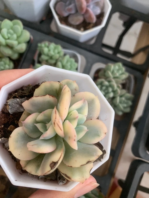 精品奇罗锦多肉植物