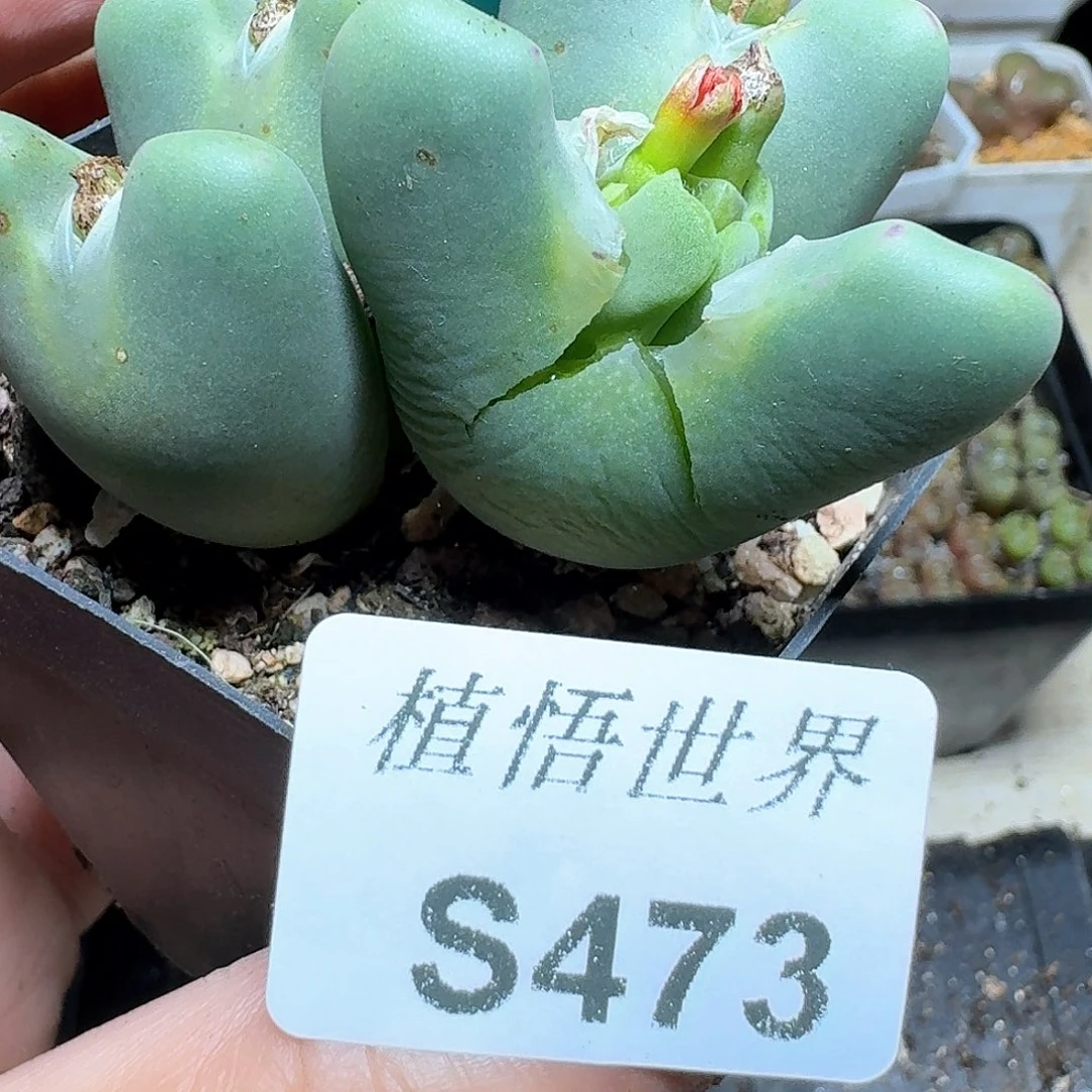 473号多肉植物哇c g