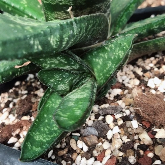 赤不动转牛侧牙现砍无很哈哈哈