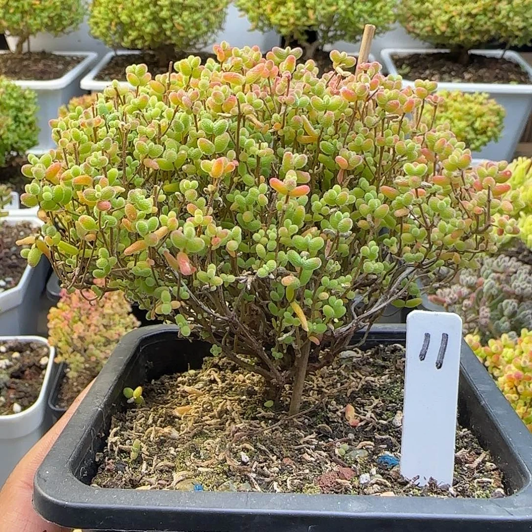 蜜橘糖球一物一拍