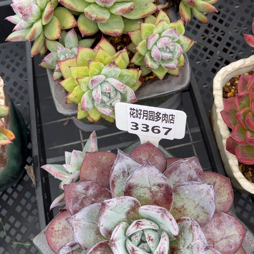 S***o多肉植物3251、3367