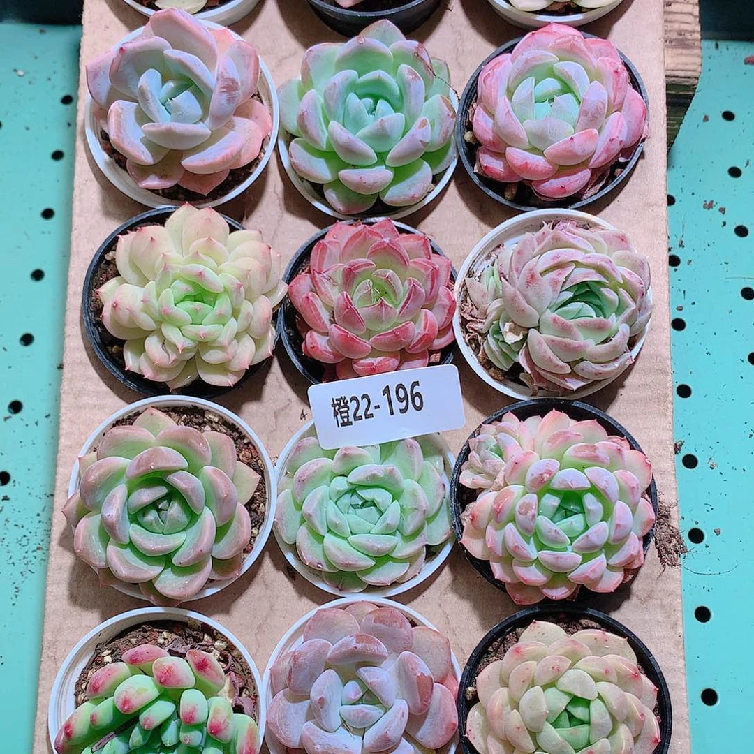 22-196一物一拍带盆18颗