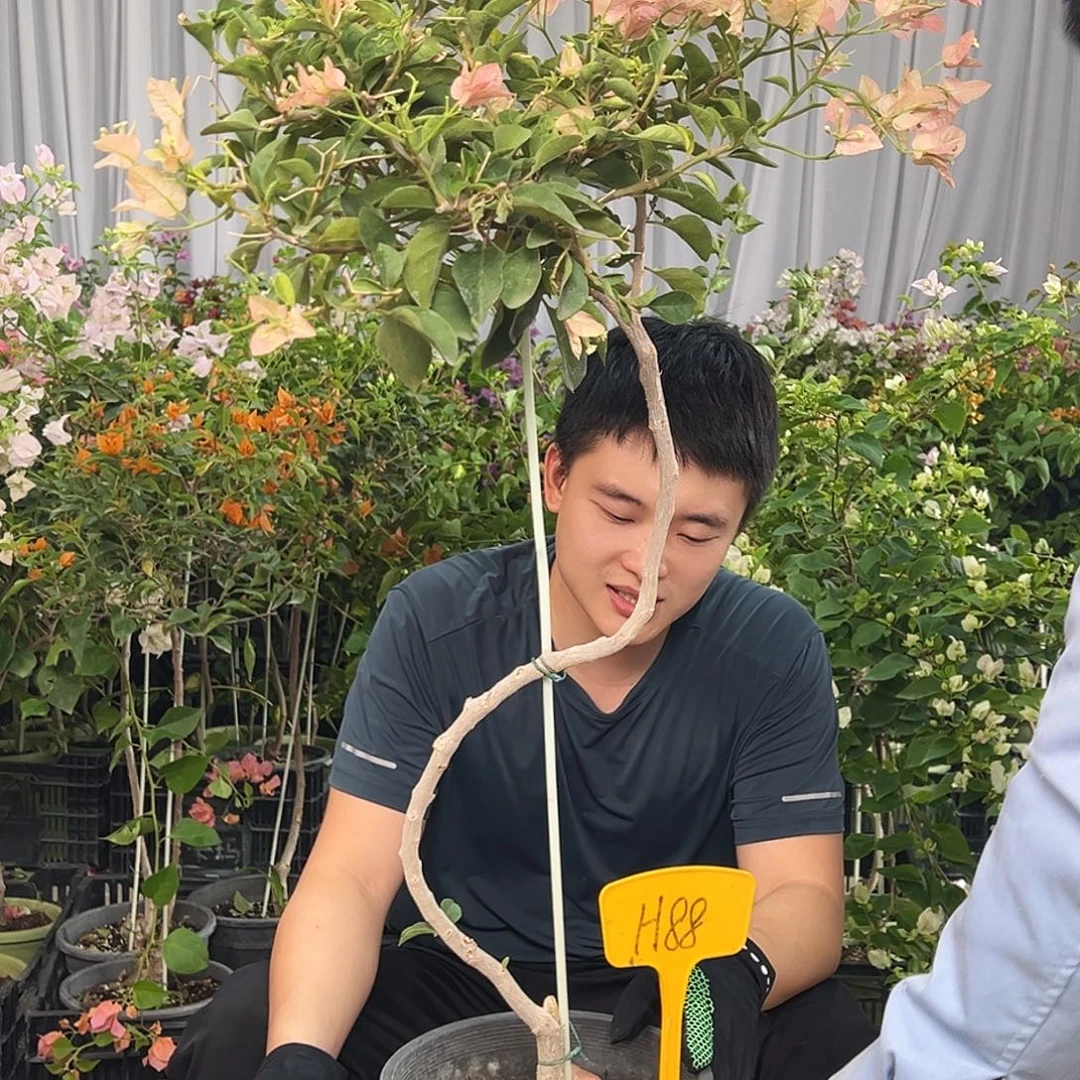 科***当前无花栽培后可以开花H88卡亚塔