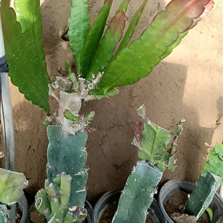 用****1令箭何花